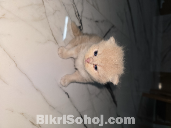 Traditional persian exotic bloodline (booking)